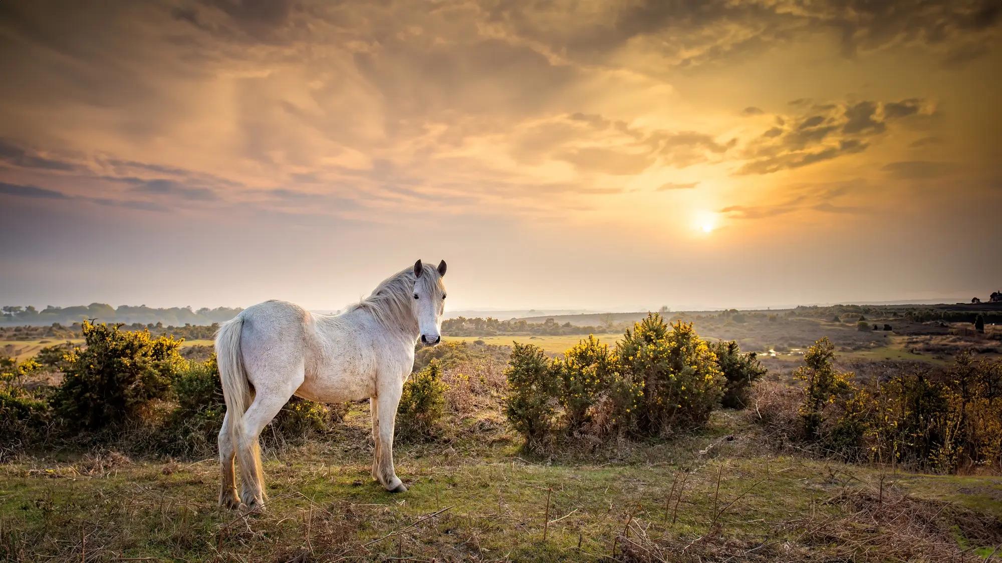 Hampshire